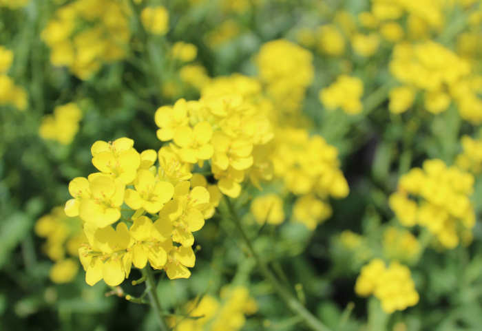 Canola flower close up